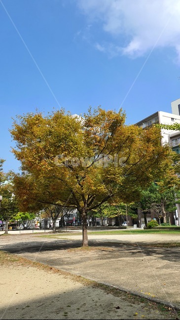 나무,단풍,tree,plant,식물,가을