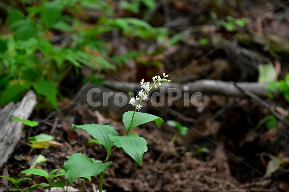 풀솜대,야생화,꽃,식물,자연,생태,플라워,flower,plants,nature,식물,자연,plants,nature,꽃,flower