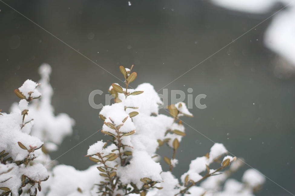 눈,겨울,차가움,나무가지,하얀색,겨울,계절,winter,season,식물,자연,plants,nature