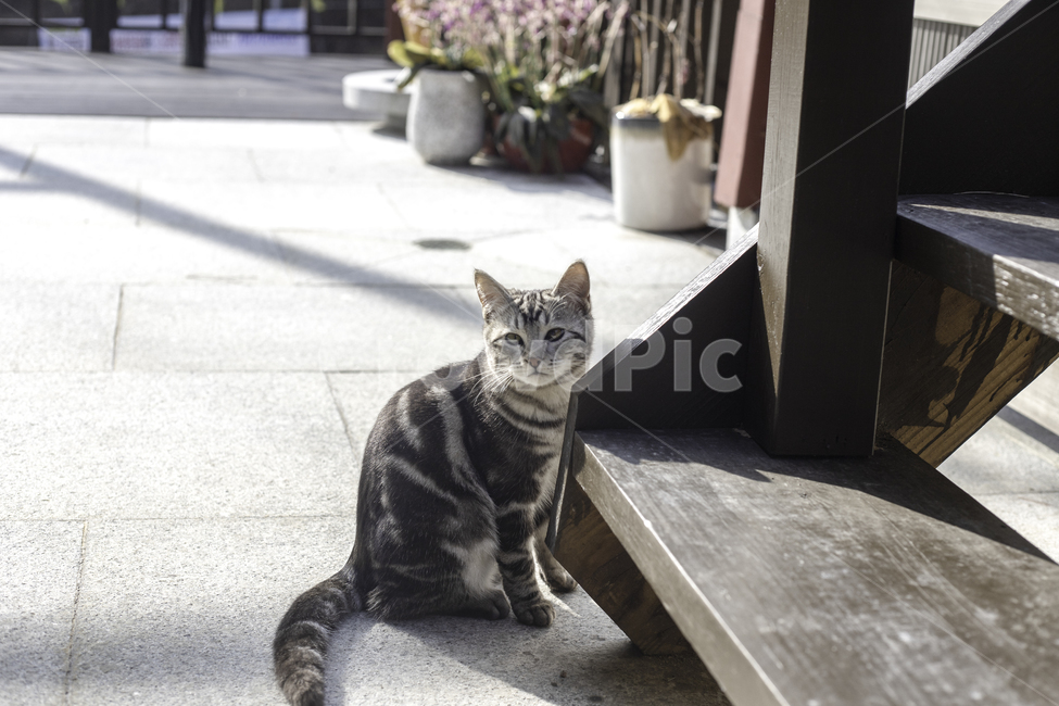 고양이,절,겨울,감성,필름,동물,animal,포유류,mammal,고양이,cat,kitten,kitty