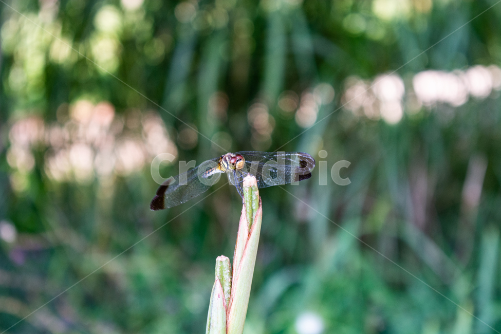 잠자리,dragonfly,드래곤플라이,곤충,휴식,날개,동물,animal,곤충,벌레,insect,bug