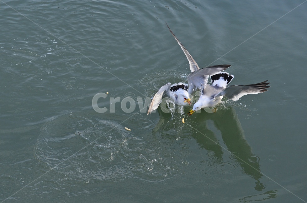 water,물,animal,동물,bird,새,flying,나는,비들기,바다,비상,새우깡,조류,자연,생태,동물,animal,조류,새,birds
