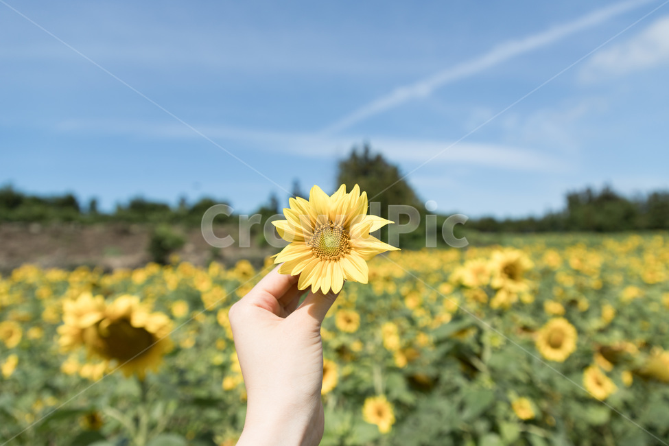 해바라기,꽃,해바라기꽃,여름,식물,해바라기밭,손,하늘,구름,감성,sunflower,flower,plant,summer,sky,식물,자연,plants,nature,꽃,flower,사람,인물,인간,human,person,신체일부,몸,body