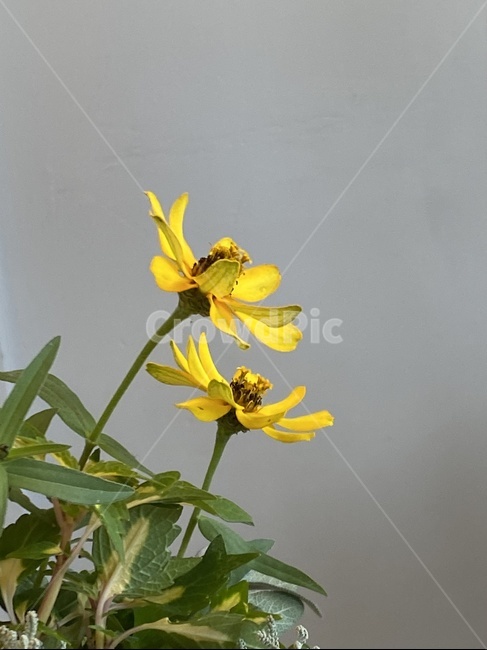 식물,plant,꽃,flower,yellow,노랑색,식물,자연,plants,nature,꽃,flower