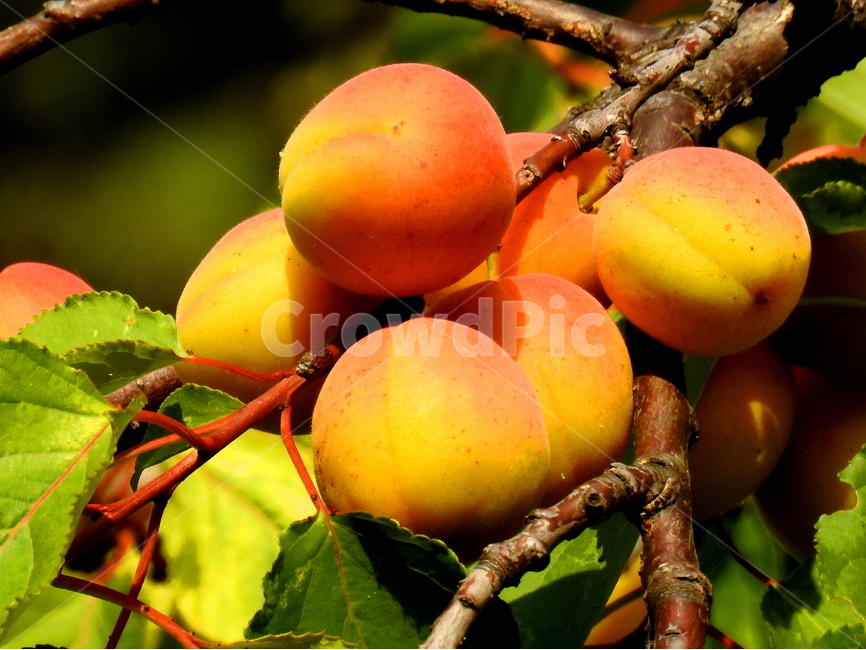 식물,과일,열매,fruit,plant,식물,자연,plants,nature,과일,열매,fruit