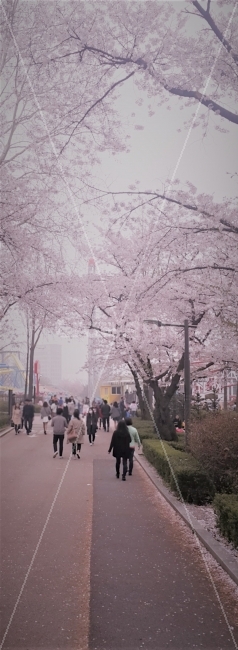 벚꽃,공원,벚꽃놀이,구경,풍경,봄,spring,park,scenery,view,flower,나무,tree,봄,계절,spring,season,도시,풍경,city,landscape,plant,식물,꽃,blossom