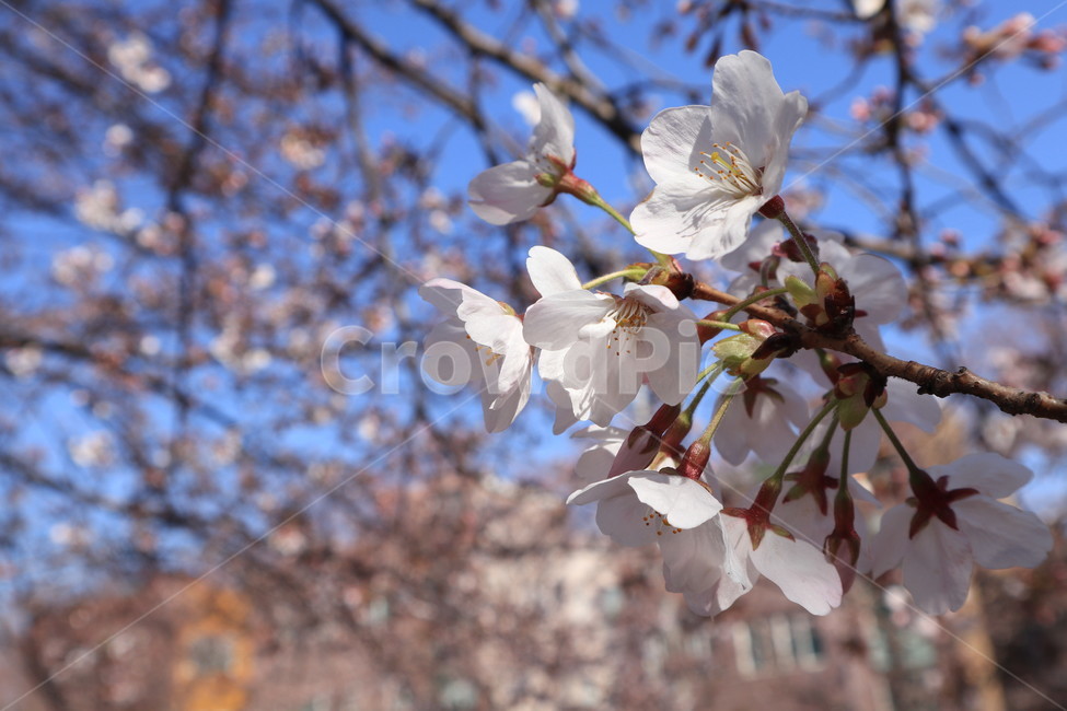 봄,벚꽃,꽃,spring,계절,시즌,season,꽃봉우리,하늘