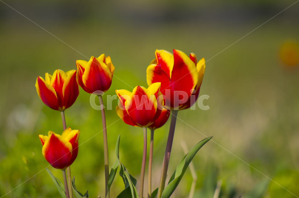꽃,튜울립,튤립,tulip,꽃송이,플라워
