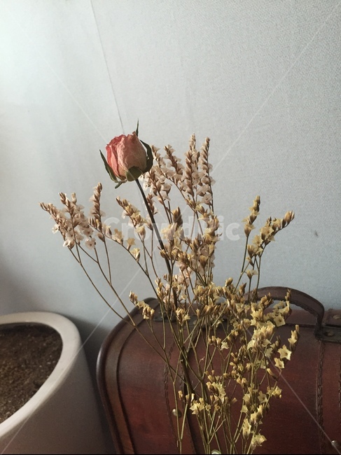 장미,분홍장미,드라이플라워,가방,식물,화분,자연,꽃꽂이,감성,감성사진,힐링,휴식,취미,자기계발,안개꽃,봄,인테리어,집,식물,자연,plants,nature,꽃,flower,실내용화초,화분,화초,house plant,인테리어,실내디자인,interior design