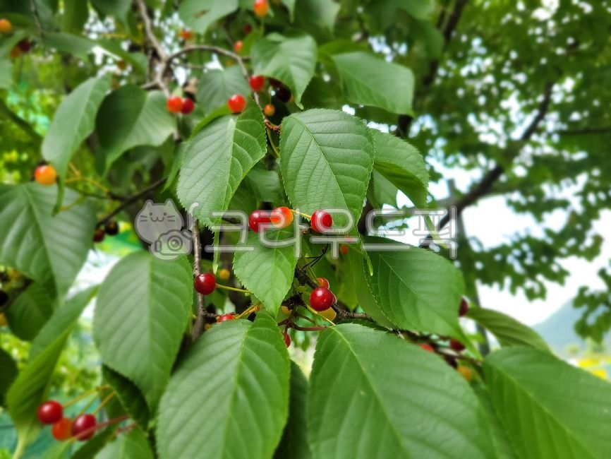 열매,과실,버찌,나무,벚나무,벚나무열매,벚꽃,벚꽃열매,식물,자연,cherryblossoms,plant,fruit,food,과일