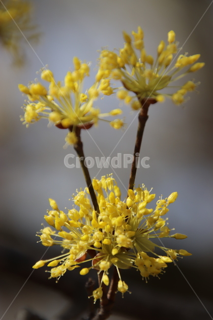 나무,꽃,산수유,봄,노란색,식물,자연,plants,nature,꽃,flower