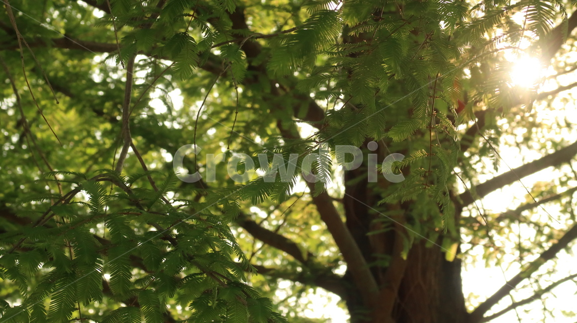 tree,나무,plant,식물,leaf,잎,햇빛,날씨,봄,여름,초록,green,초록색,계절,식물,자연,plants,nature,나무,trees,wood