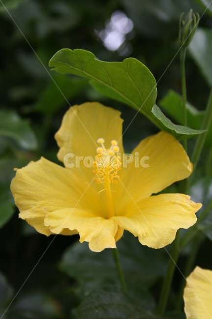 plant,식물,blossom,꽃,flower,노란꽃,화수분,배경,자연