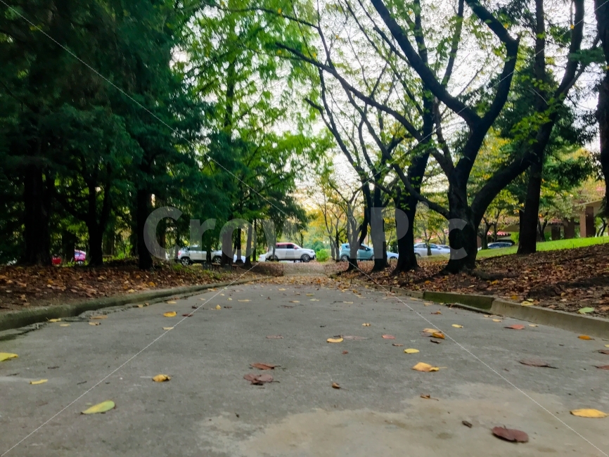 가을,낙엽,하늘,산책길,학교,자연,풍경,nature,landscape,교통,교통수단,traffic,transportation,tree,나무,plant,식물