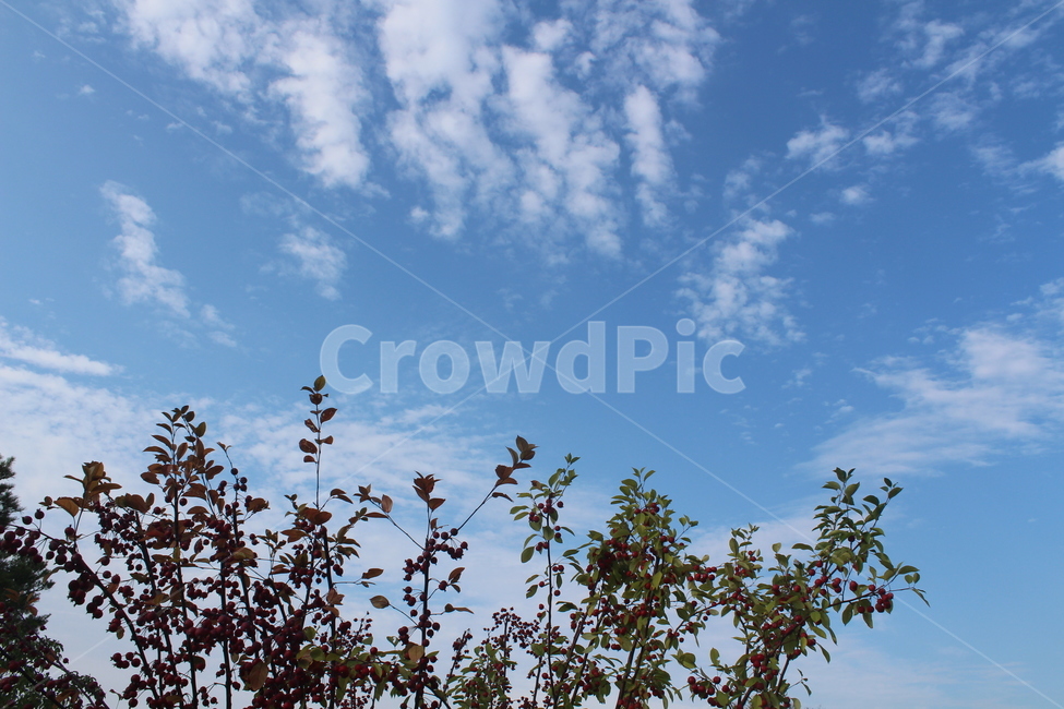 하늘,구름,빨간열매,sky,cloud