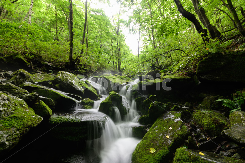 한국,자연,풍경,이끼,계곡,여름,계절,summer,season,자연,풍경,nature,landscape,water,물,river,강,outdoors,옥외,waterfall,폭포