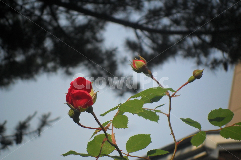 장미,rose,꽃,봄,나무,tree,식물,고고함,식물,자연,plants,nature,꽃,flower