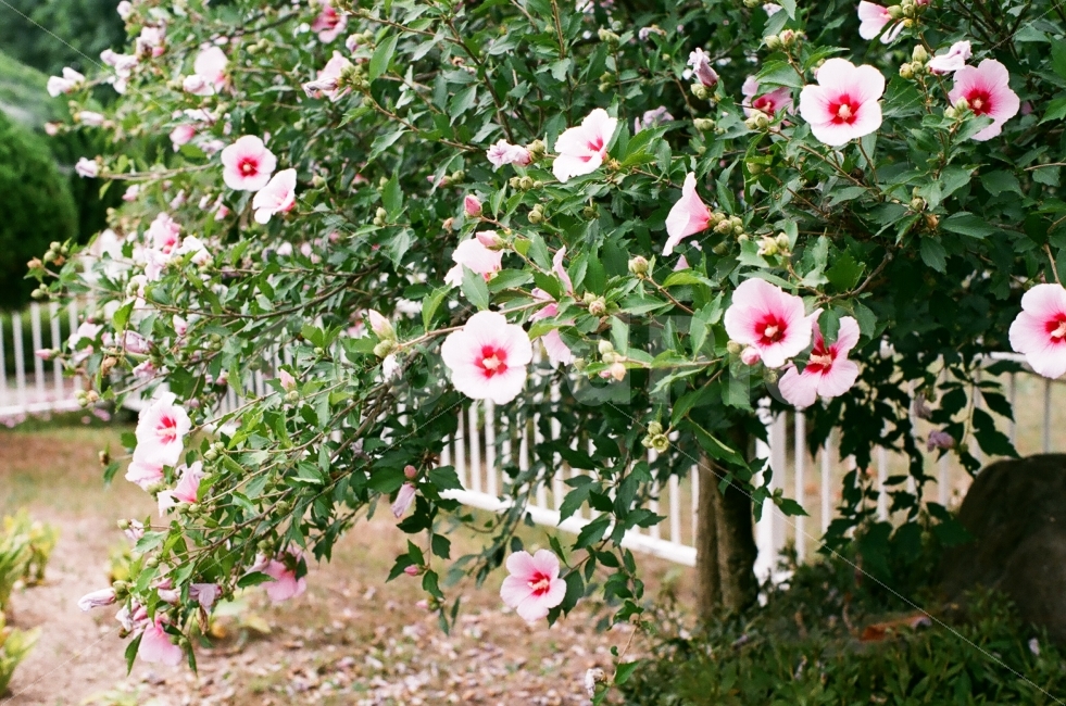 꽃,무궁화,식물,한국,대한민국,식물,자연,plants,nature,꽃,flower,감성,sensible,feeling