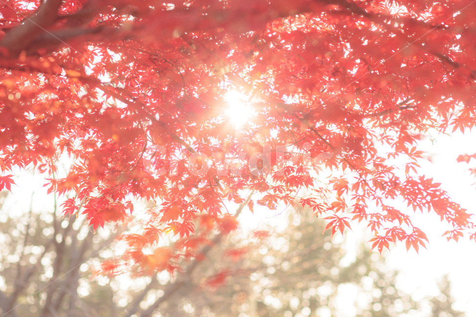 가을,단풍,빛,빨강,감성,가을,계절,fall,autumn,season,leaf,잎,plant,식물,tree,나무