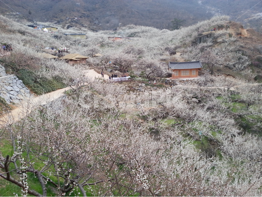 매화,광양,매화마을,홍쌍리,쫓비산,봄,계절,spring,season,자연,풍경,nature,landscape,한국자연풍경,한국자연경관,korea nature landscape,시골,마을,country,rural,town,outdoors,옥외