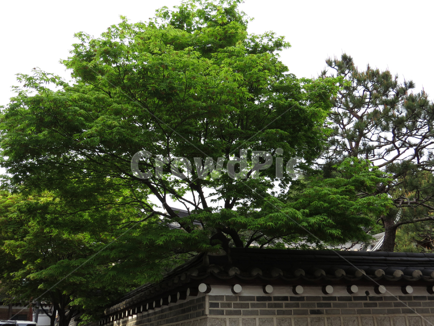 한옥,나무,도시,빈티지,자연,식물,벽,담,돌담,초록,기와,식물,자연,plants,nature,나무,trees,wood