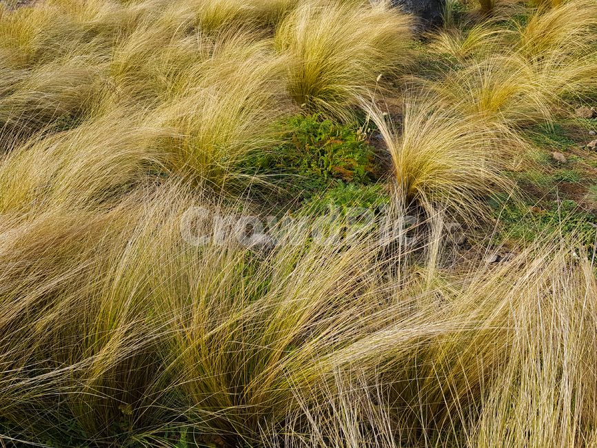 들,들판,자연,갈대,억새,풀잎,grass,잔디,plant