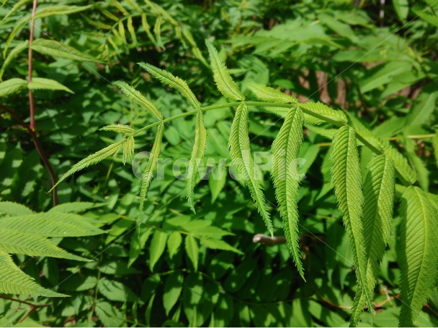 나뭇잎,녹색,공원,푸르름,싱그러움,봄,햇빛,식물,자연,plants,nature