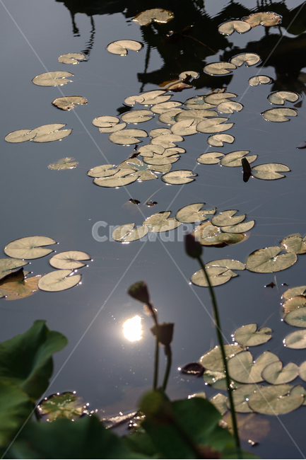 연잎,연못,수생식물,잎,여름,못,식물,꽃,배경,식물,자연,plants,nature