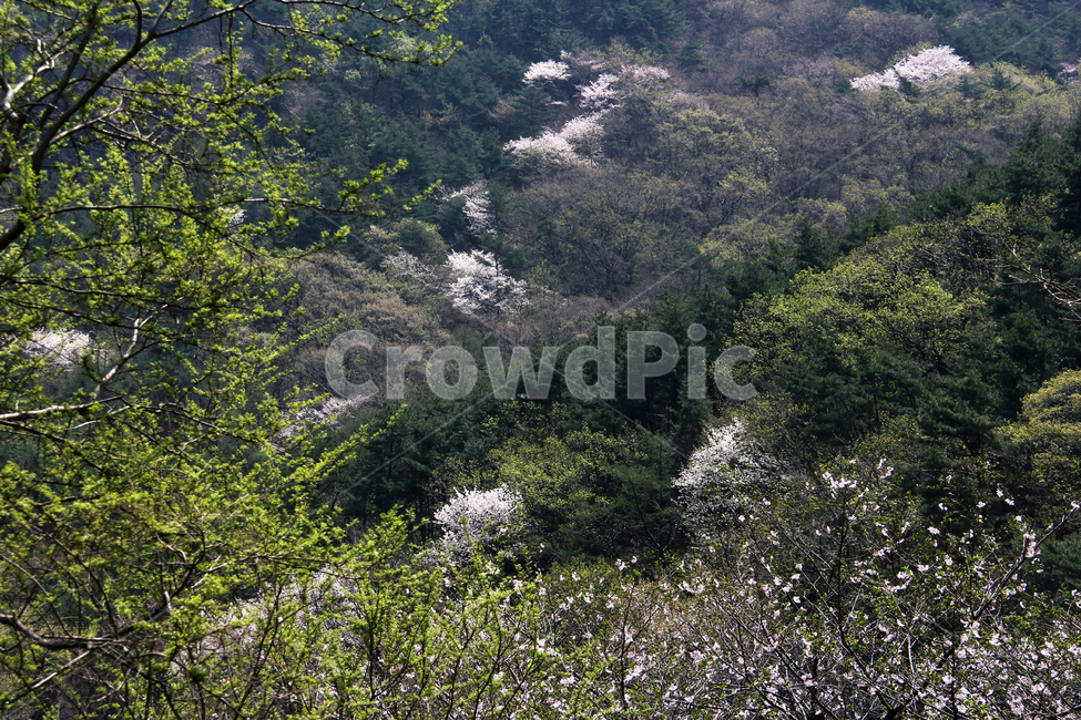 자연,꽃,식물,숲,풍경,봄,봄숲,자연,풍경,nature,landscape,tree,나무,plant,vegetation,초목