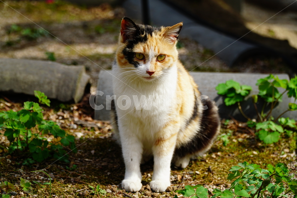 고양이,길고양이,동물,포유류,cat,animal,야옹,냐옹,야옹이,냐옹이,삼색고양이,4월,봄,april,spring,풍경,landscape,alleycat,짐승,식물,꽃밭,화단,동물,animal,포유류,mammal,고양이,cat,kitten,kitty