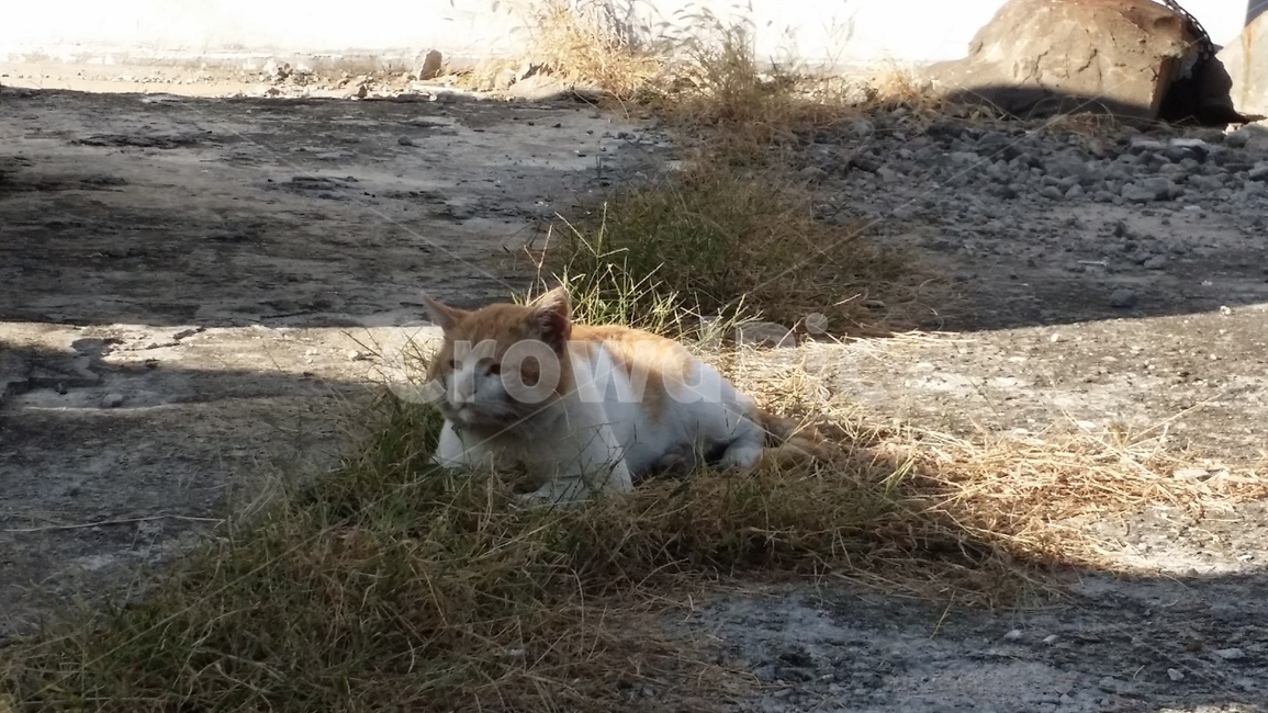 길고양이,길냥이,고양이,거리고양이,동네고양이,동물,animal,포유류,mammal,고양이,cat,kitten,kitty