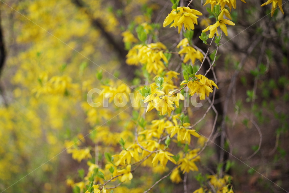 개나리,봄,봄꽃,노랑,꽃잎,배경화면,계절,바탕화면,감성,자연,식물,yellow,flower,floral,beauty,petal,spring,season,seasonflower,springflower,봄,계절,spring,season,식물,자연,plants,nature,꽃,flower,plant,leaf,잎
