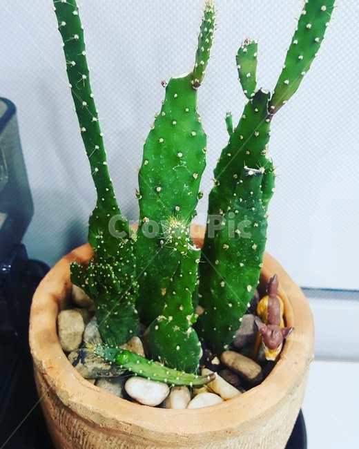 선인장,마블,식물,마블선인장,미니