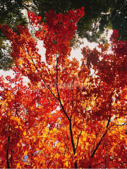 가을,단풍,빨강,주황,자연,나무,가을,계절,fall,autumn,season,식물,자연,plants,nature,나무,trees,wood,plant,leaf,잎,tree,maple