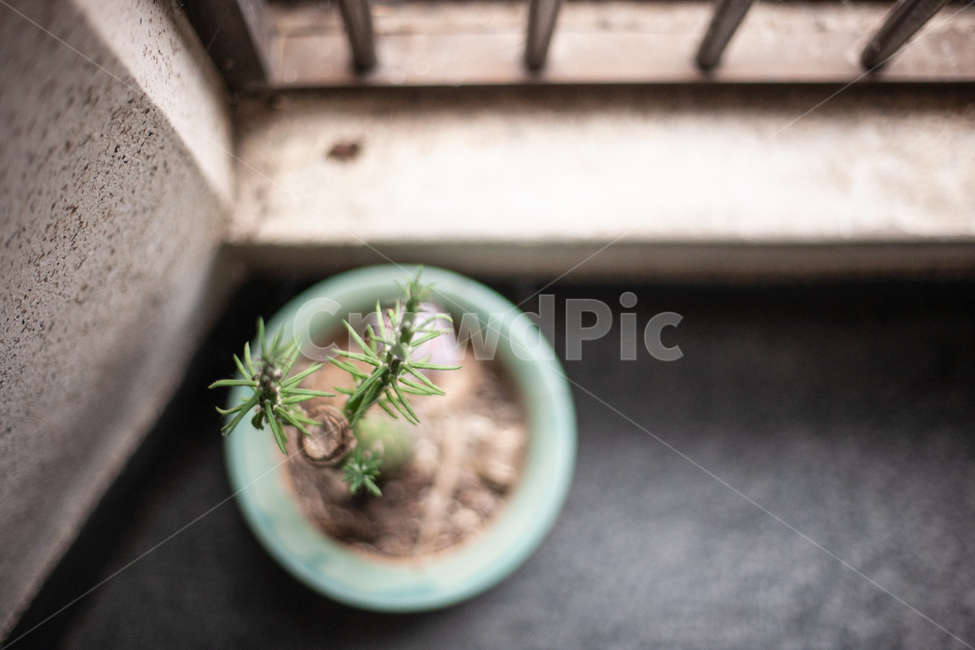 일상,계단통로,아파트,난간,life,실내용화초,화분,화초,house plant,감성,sensible,feeling