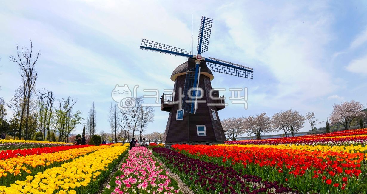 튤립,꽃밭,풍차,네델란드,정원,튤립축제,공원,화단,식물,plant,사람,person,human,인간,엔진,engine,모터,motor,기계,machine