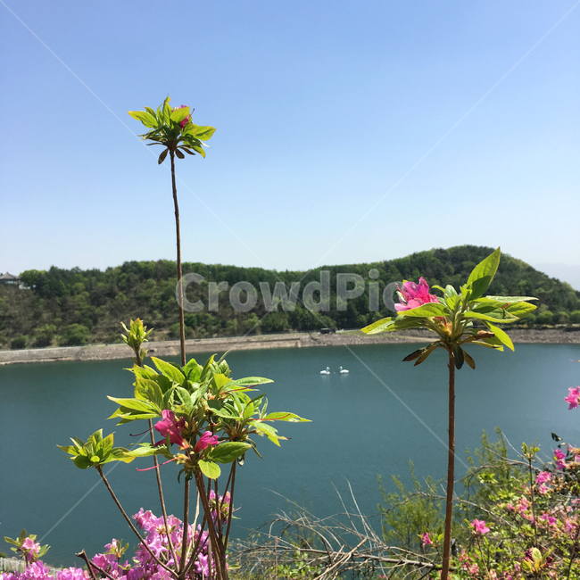 호명호수,호명산,가평,호수,인공호수,자연,lake,식물,자연,plants,nature