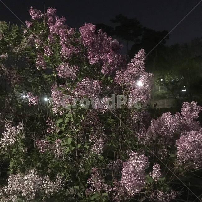 꽃,라벤더,밤,자연,풍경,nature,flower,보라빛,핑크,들꽃,밤하늘,밤풍경,lavender,night,봄,봄날,꽃축제,감성