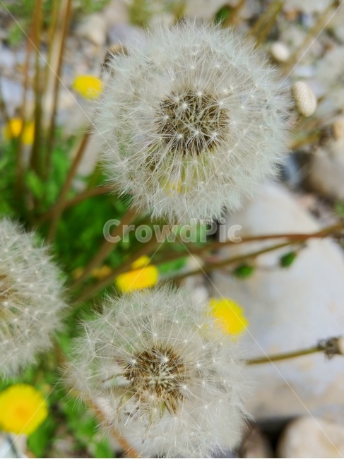민들레,야생화,민들레씨,가을,민들레홀씨,민들레꽃,식물,자연,plants,nature,꽃,flower
