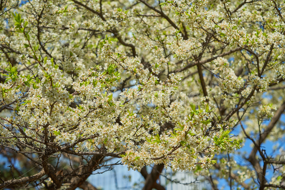 꽃,나무,조팝나무,노란색꽃,봄,flower,tree,spring,blooming,개화