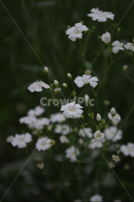 안개꽃,꽃,flower,식물,plant,자연,nature