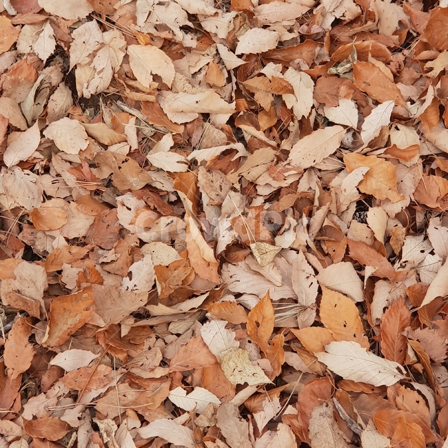 가을,낙엽,나뭇잎,단풍,fall,가을,계절,fall,autumn,season,plant,식물,leaf,잎,ground,바닥