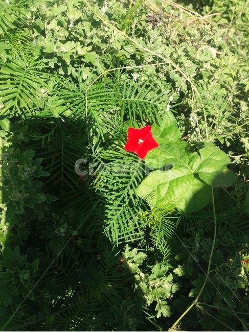 꽃,자연,생물,식물,생태계,flower,만개,꽃종류,개화,꽃송이