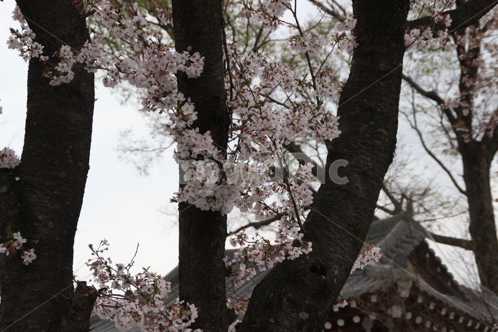 쌍계사,벚꽃길,벚꽃,꽃,한옥,하동,한국,봄,계절,spring,season,식물,자연,plants,nature,꽃,flower,plant