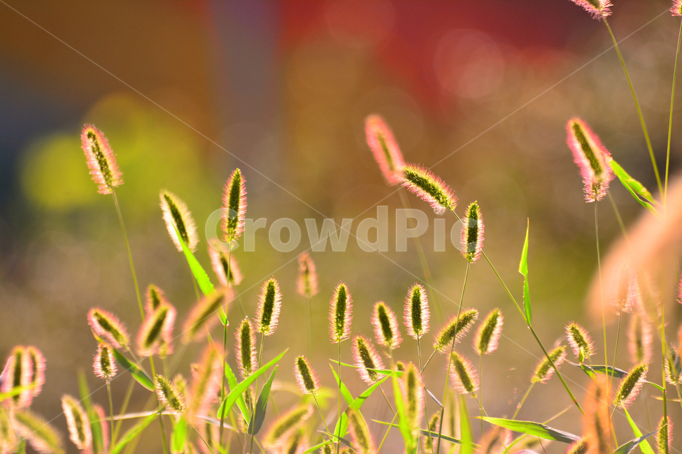atmosphere,September,yellow,backlight,sunset light,our flower,At sunset,peeling,fall,native,plants,fall flowers,season,Emotion,sensible,flowers,foxtail,feeling,outdoor,wildflowers,emotion,background,sunset,wild flowers,october,autumn,wild grass