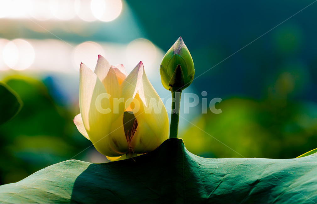 꽃봉오리,연잎,문양,무늬,봉오리,식물,자연,plants,nature,꽃,flower,휴식,힐링,rest,relaxation,healing