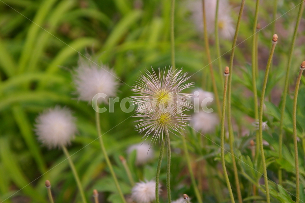 plant,식물,blossom,flower,꽃,민들레,민들레홀씨