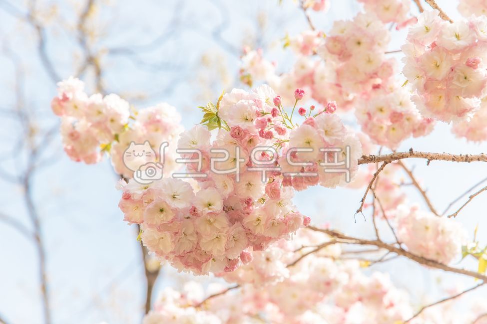flower,벚꽃,cherryblossom,봄,꽃