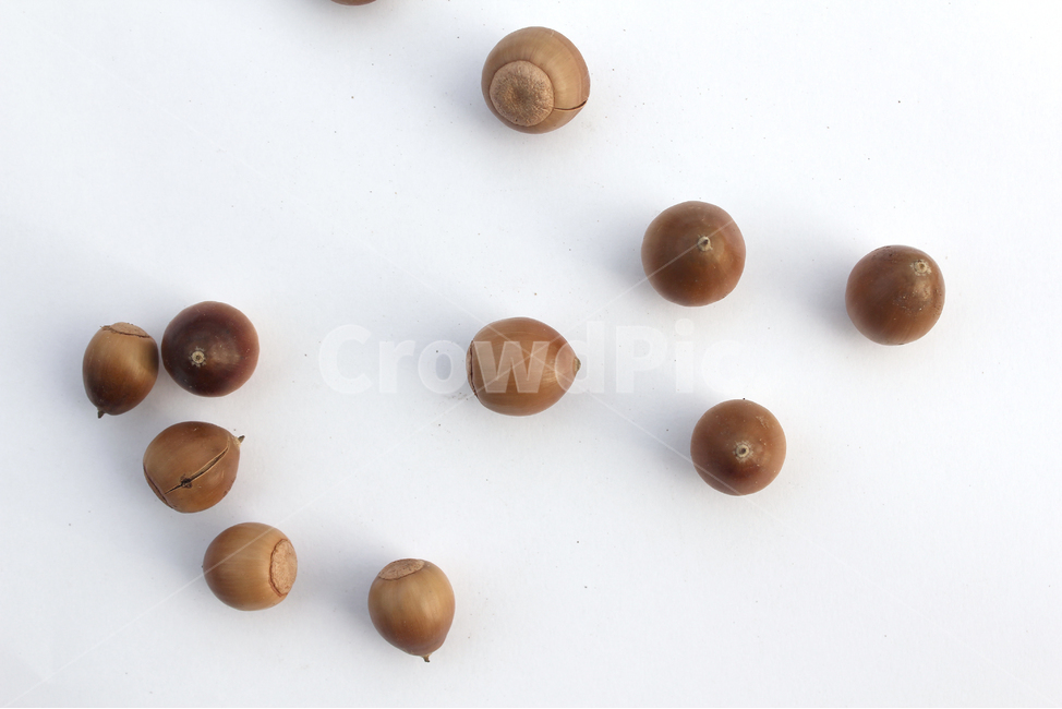 도토리,열매,가을,갈색,브라운,음식,식재료,자연,음식재료,붉은색,autumn,fall,acorn,brown,red,food,nature,흰배경,탑뷰,탑앵글