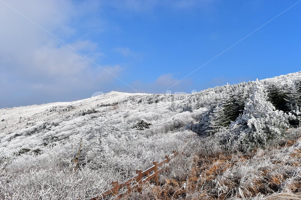 소백산,눈꽃풍경,상고대,겨울풍경,국립공원,겨울동화,힐링,감성,아름다움,뷰티풀,설국,눈풍경,파란하늘,100대명산,겨울명산,설경,서리꽃,snow,landscape,눈,화이트,자연,신비로운,경이로운,천상,비경,치유,산,명산,자연풍경,늦가을,영주,단양,풍기,희방사,삼가리,비로봉,겨울,계절,winter,season,자연,풍경,nature,landscape,한국자연풍경,한국자연경관,korea nature landscape,ice,얼음,outdoors,옥외,tree,나무,plant,식물,abies,아비,fir,전나무